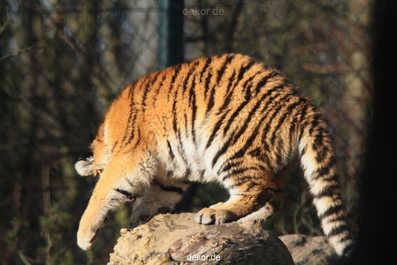 zoo-wuppertal-tschuna-daseep-08-019