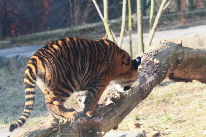 zoo-wuppertal-tschuna-daseep-08-022
