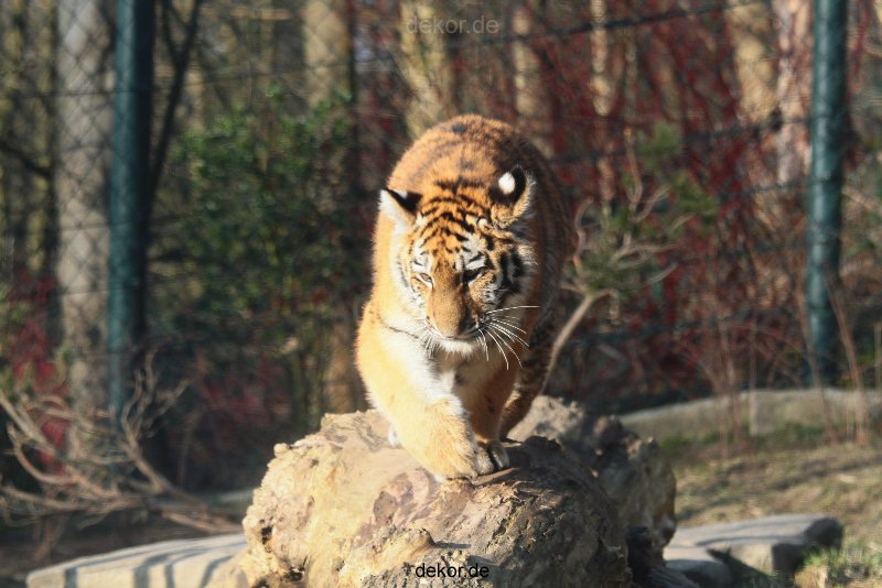 zoo-wuppertal-tschuna-daseep-08-023