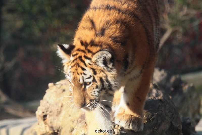 zoo-wuppertal-tschuna-daseep-08-025