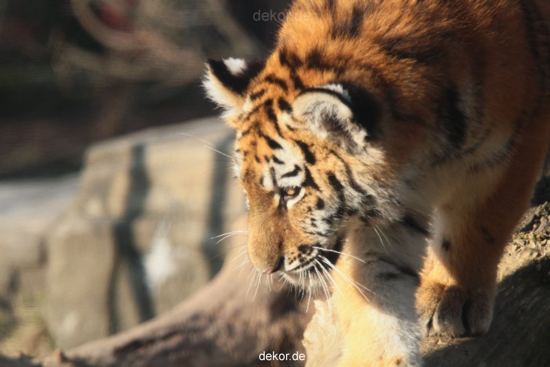 zoo-wuppertal-tschuna-daseep-08-026