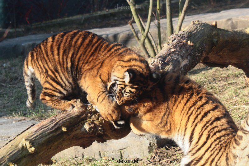 zoo-wuppertal-tschuna-daseep-08-031