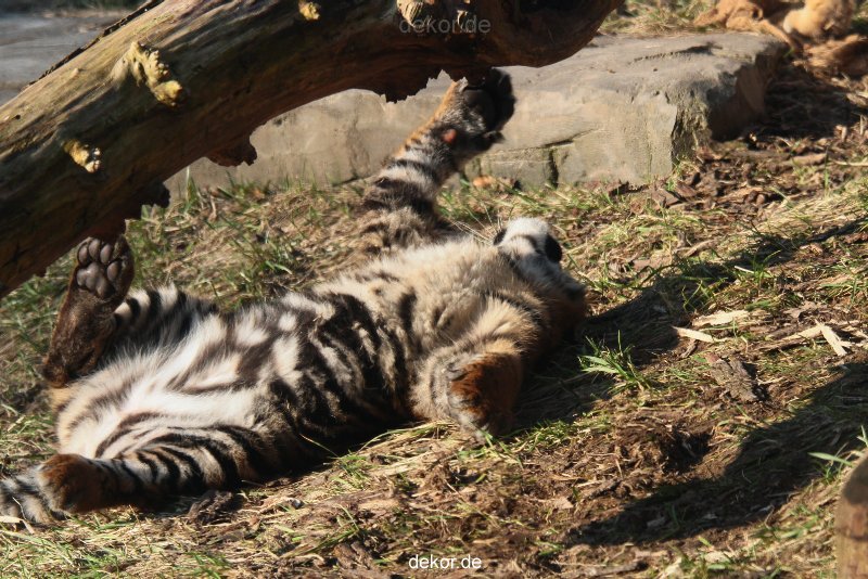 zoo-wuppertal-tschuna-daseep-08-034