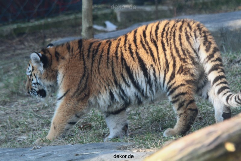 zoo-wuppertal-tschuna-daseep-08-035