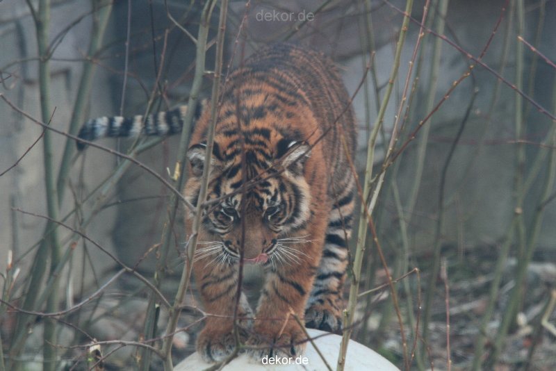 zoo-wuppertal-tschuna-daseep-08-045