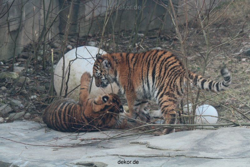 zoo-wuppertal-tschuna-daseep-08-055
