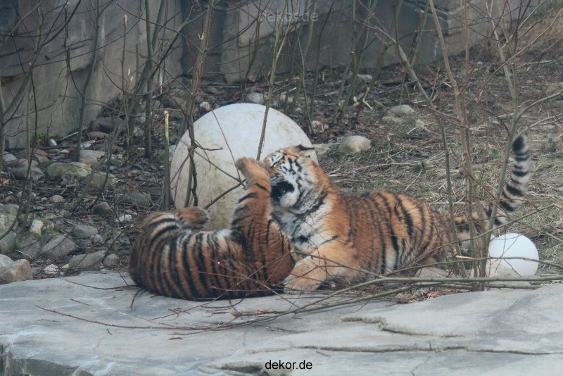 zoo-wuppertal-tschuna-daseep-08-057