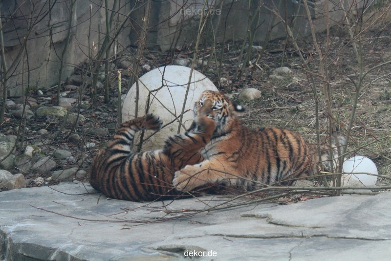 zoo-wuppertal-tschuna-daseep-08-059