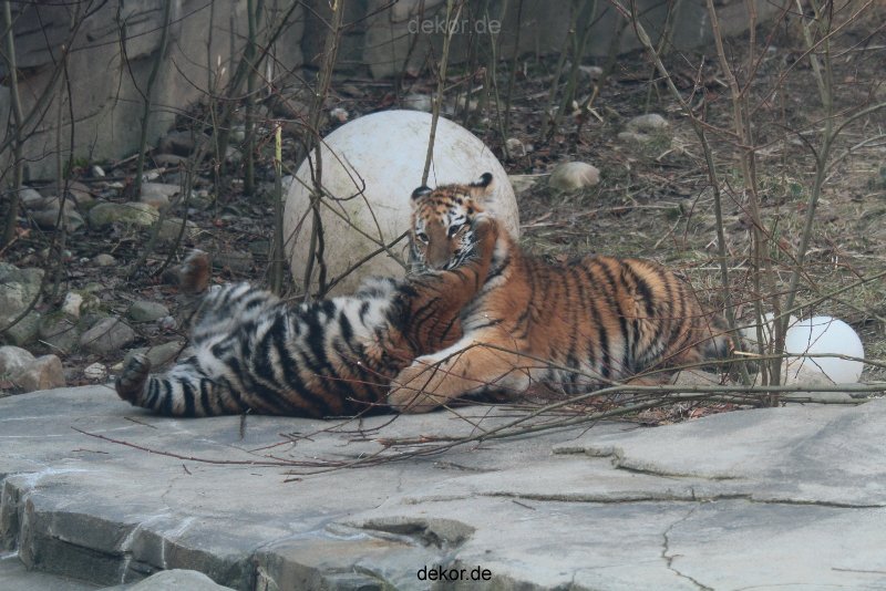 zoo-wuppertal-tschuna-daseep-08-061