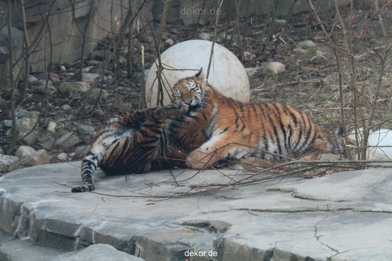 zoo-wuppertal-tschuna-daseep-08-062