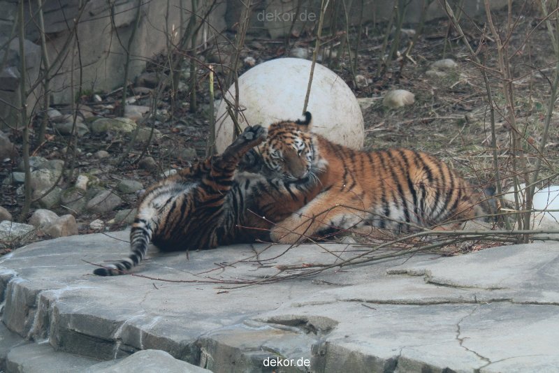 zoo-wuppertal-tschuna-daseep-08-063