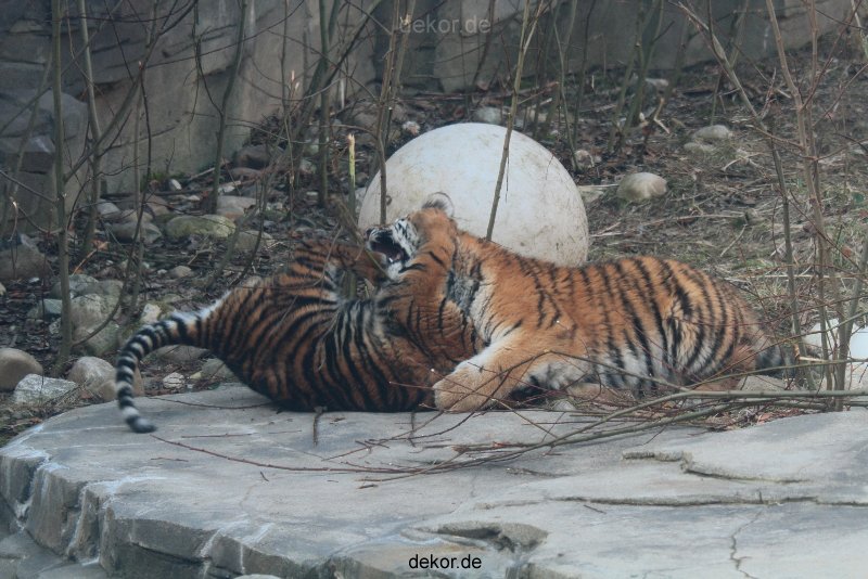 zoo-wuppertal-tschuna-daseep-08-065