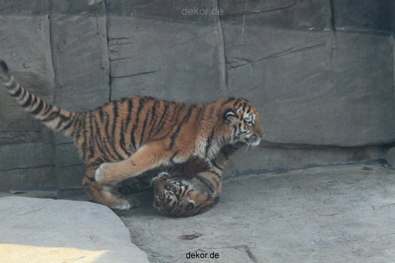 zoo-wuppertal-tschuna-daseep-08-073