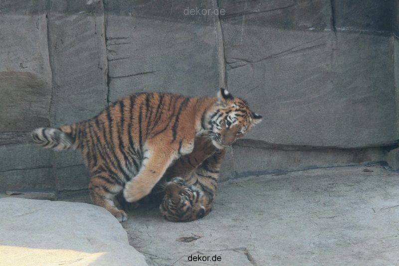 zoo-wuppertal-tschuna-daseep-08-074