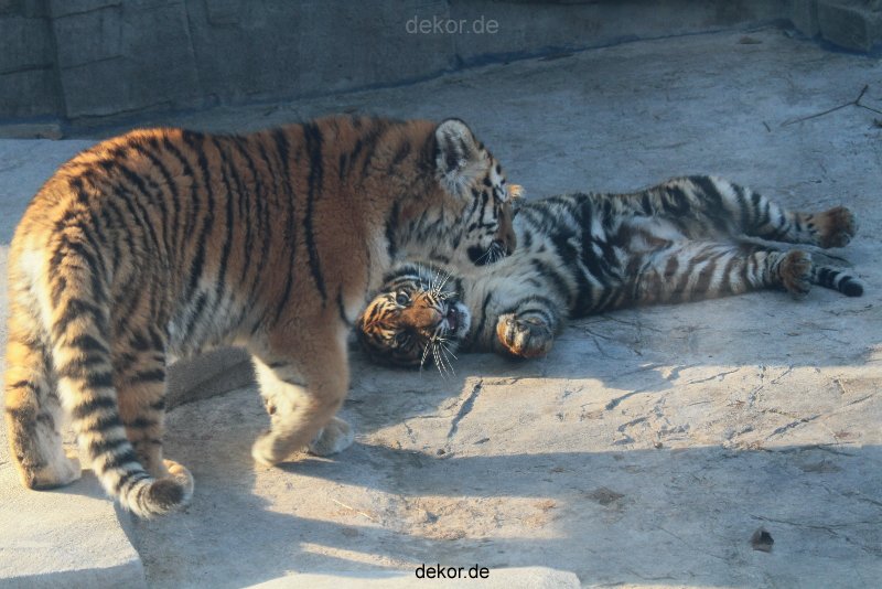 zoo-wuppertal-tschuna-daseep-08-086