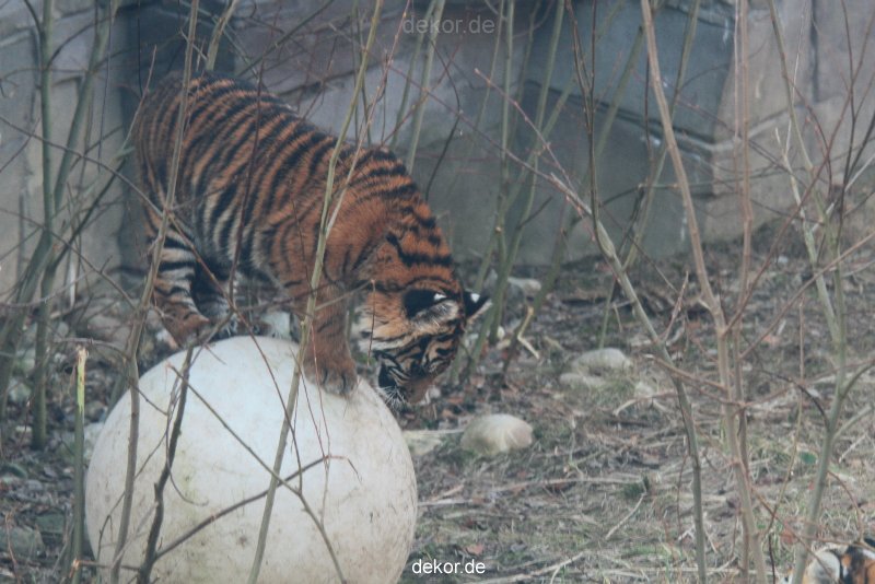 zoo-wuppertal-tschuna-daseep-08-103