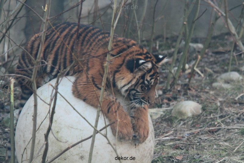 zoo-wuppertal-tschuna-daseep-08-104
