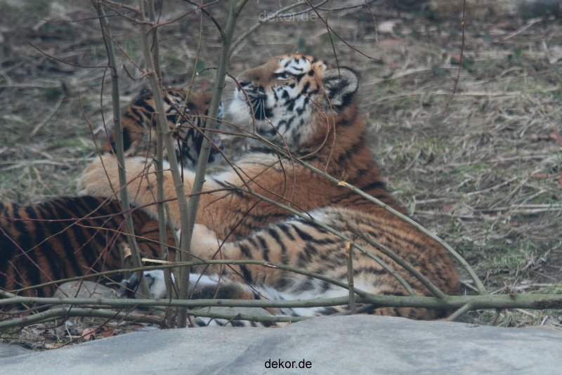 zoo-wuppertal-tschuna-daseep-08-106
