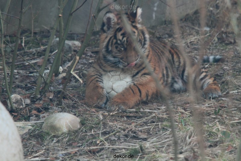 zoo-wuppertal-tschuna-daseep-08-112