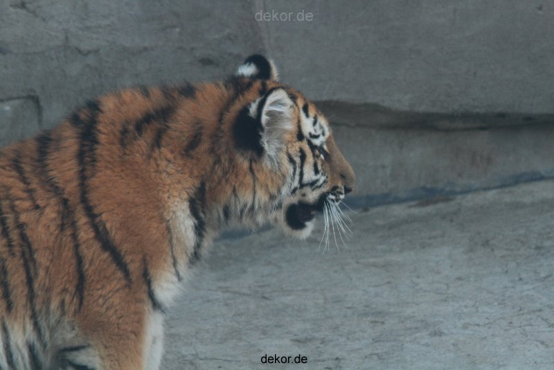 zoo-wuppertal-tschuna-daseep-08-115