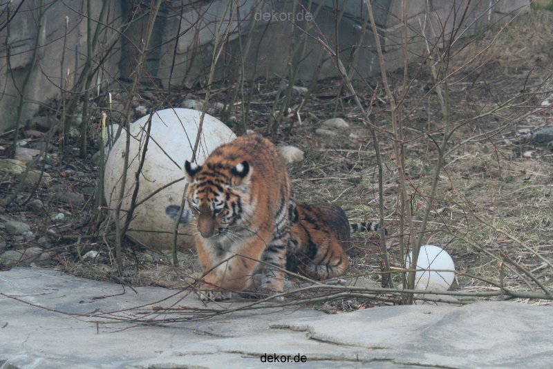 zoo-wuppertal-tschuna-daseep-08-118