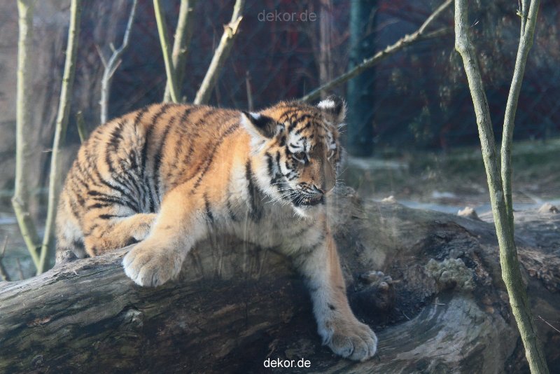 zoo-wuppertal-tschuna-daseep-08-121