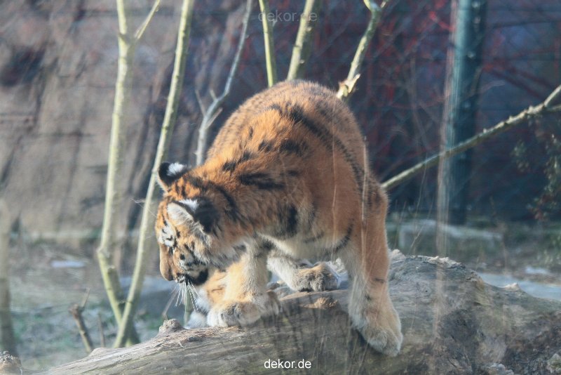 zoo-wuppertal-tschuna-daseep-08-124
