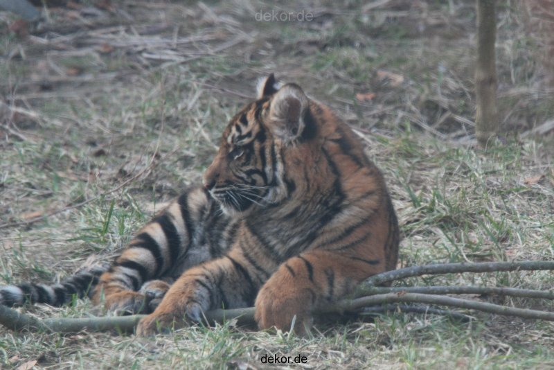 zoo-wuppertal-tschuna-daseep-08-126