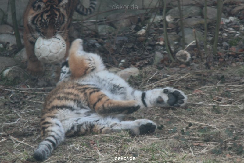 zoo-wuppertal-tschuna-daseep-08-130