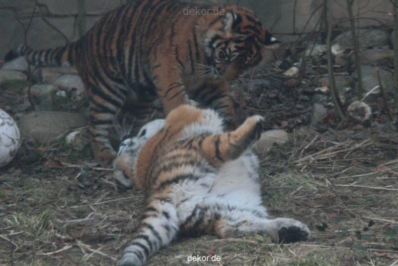 zoo-wuppertal-tschuna-daseep-08-131