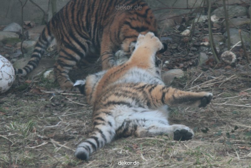 zoo-wuppertal-tschuna-daseep-08-132