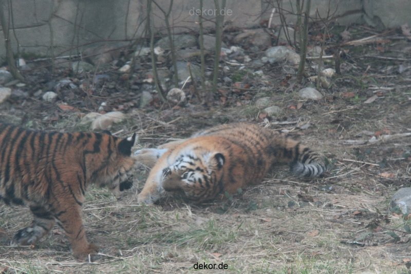 zoo-wuppertal-tschuna-daseep-08-135