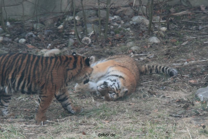 zoo-wuppertal-tschuna-daseep-08-136