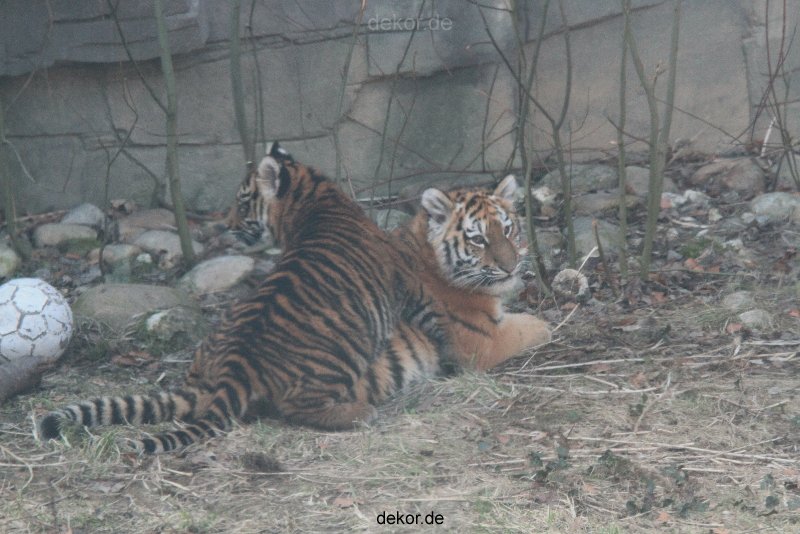 zoo-wuppertal-tschuna-daseep-08-143