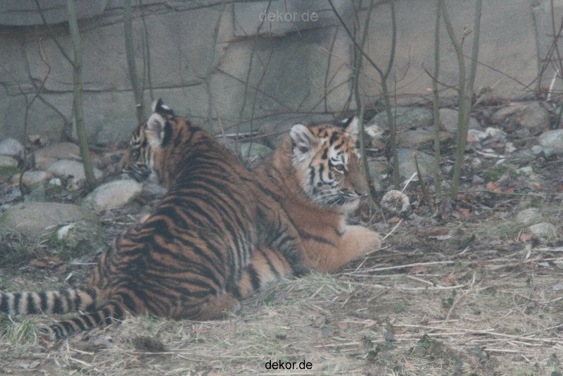 zoo-wuppertal-tschuna-daseep-08-144