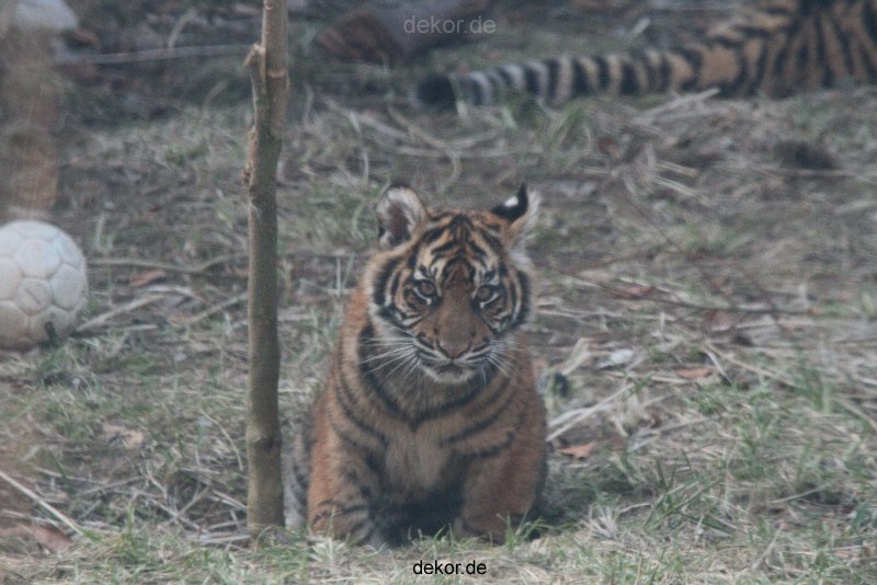 zoo-wuppertal-tschuna-daseep-08-150