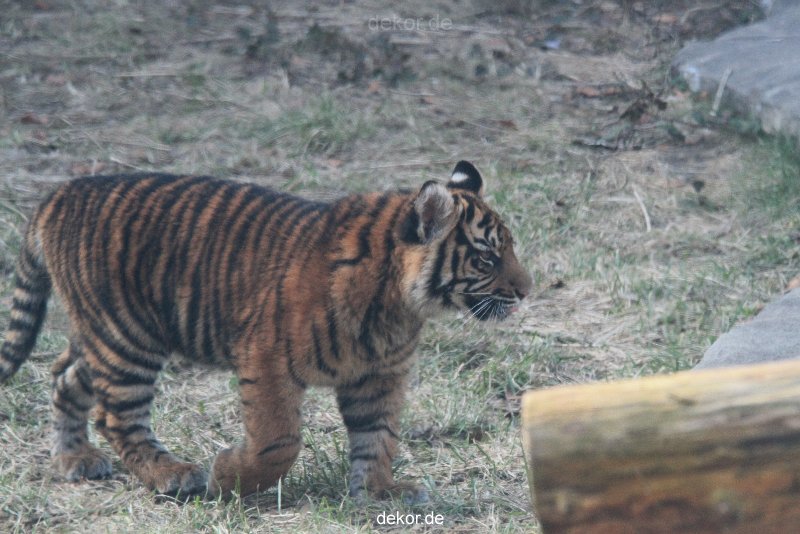 zoo-wuppertal-tschuna-daseep-08-152