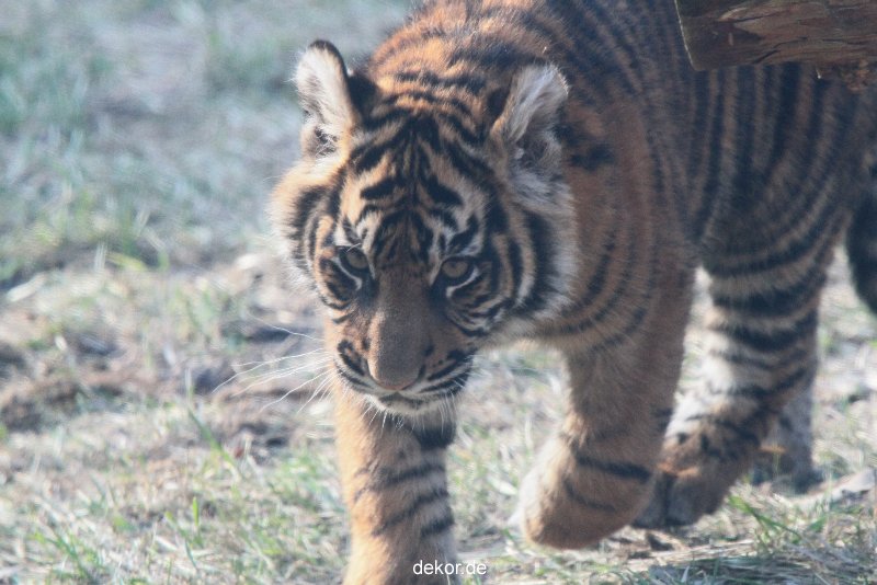 zoo-wuppertal-tschuna-daseep-08-153