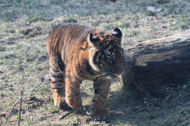 zoo-wuppertal-tschuna-daseep-08-155