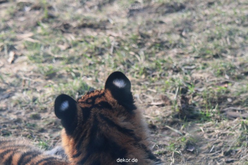zoo-wuppertal-tschuna-daseep-08-158
