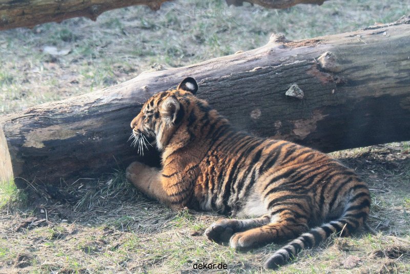 zoo-wuppertal-tschuna-daseep-08-160