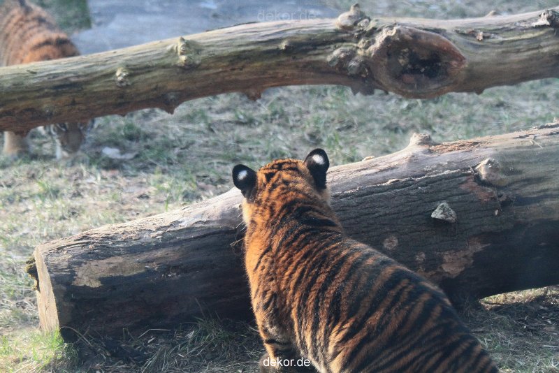 zoo-wuppertal-tschuna-daseep-08-161