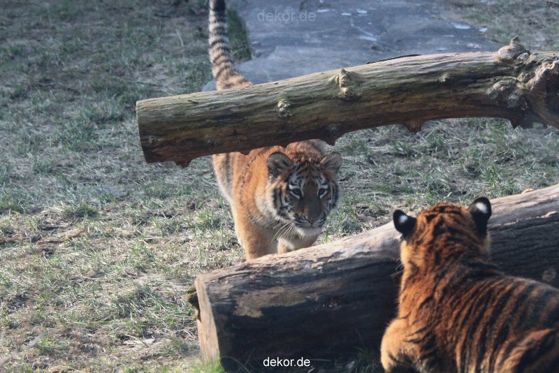 zoo-wuppertal-tschuna-daseep-08-162