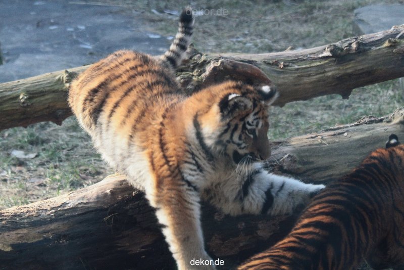 zoo-wuppertal-tschuna-daseep-08-163