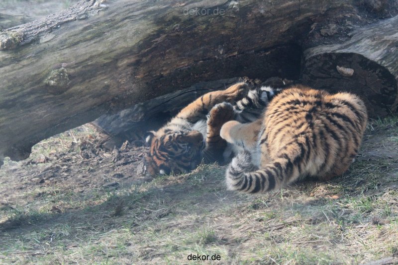 zoo-wuppertal-tschuna-daseep-08-167