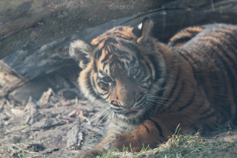 zoo-wuppertal-tschuna-daseep-08-169