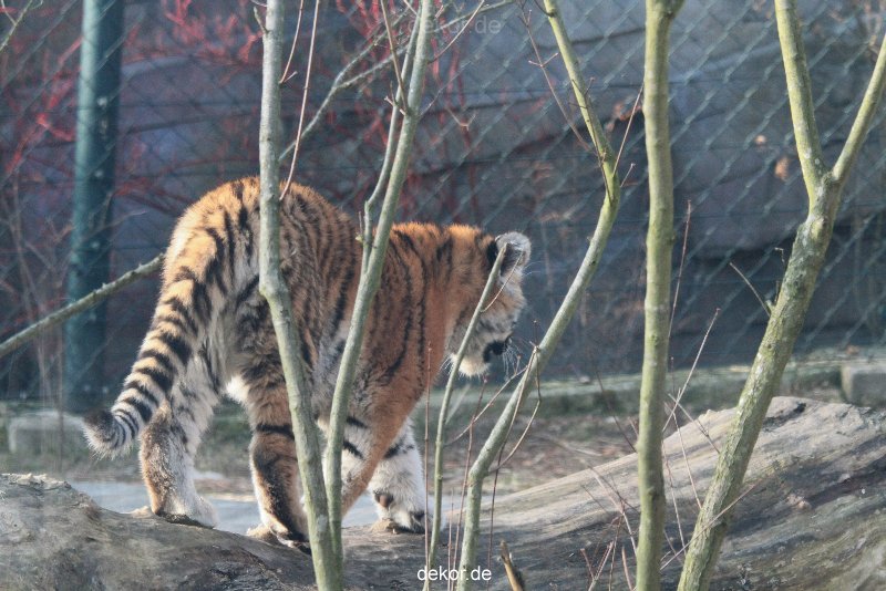 zoo-wuppertal-tschuna-daseep-08-171