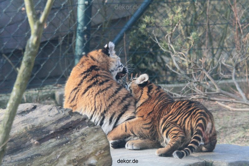 zoo-wuppertal-tschuna-daseep-08-173