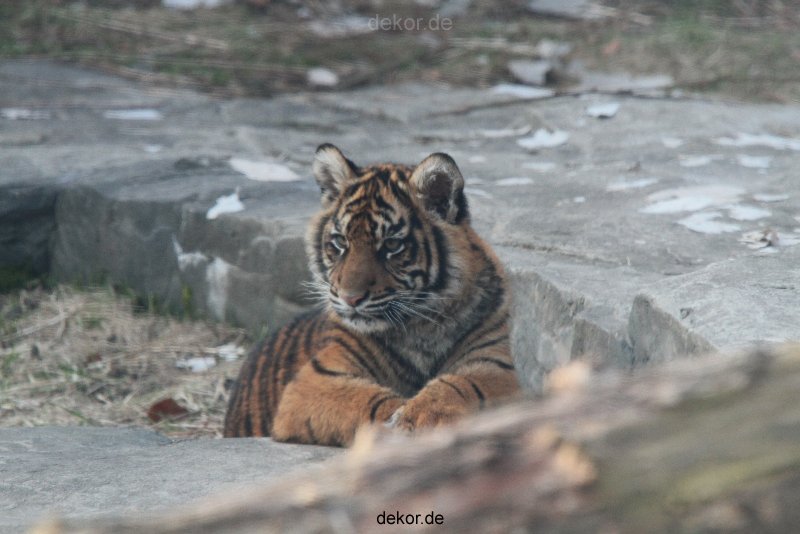 zoo-wuppertal-tschuna-daseep-08-174
