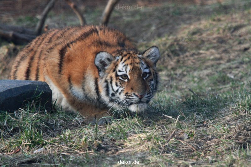zoo-wuppertal-tschuna-daseep-08-178